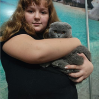 Scottish fold gattini cuccioli