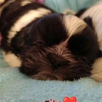 Cucciolo shih Tzu