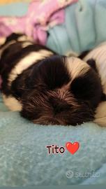 Cucciolo shih Tzu