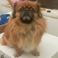 Pechinese imperiale da monta