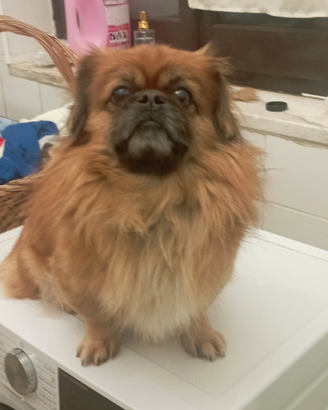 Pechinese imperiale da monta