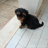 Cucciolo maschio York shire