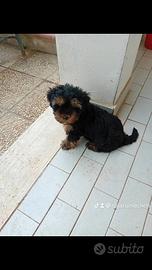 Cucciolo maschio York shire