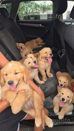 Cucciolata golden retriever 100% inglese
