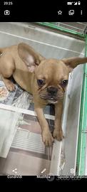 Bulldog francese