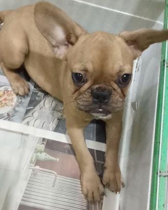 Bulldog francese