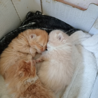 Gattino persiano