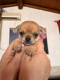 Chihuahua