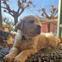 Cuccioli golden retriever europeo