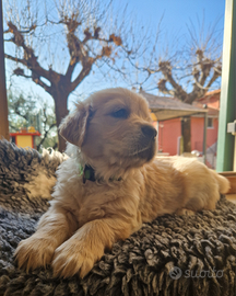 Cuccioli golden retriever europeo