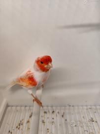 Canarini Rosso Mosaico