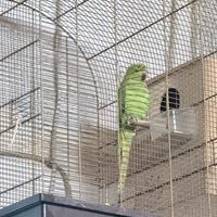 Parrocchetti del colorate