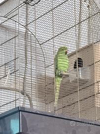 Parrocchetti del colorate