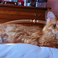 Maine Coon con Pedigree