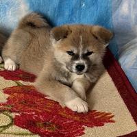 Cuccioli Akita inu genetica campione di bellezza