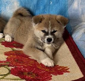 Cuccioli Akita inu genetica campione di bellezza