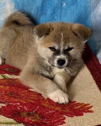 Cuccioli Akita inu genetica campione di bellezza