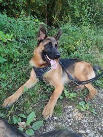 Cuccioli pastore tedesco