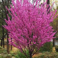 Semi Cercis Siliquastrum