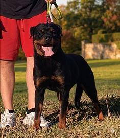 Rottweiler cucciolona
