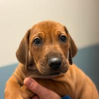 Cuccioli Rhodesian Ridgeback con Pedigree e certif