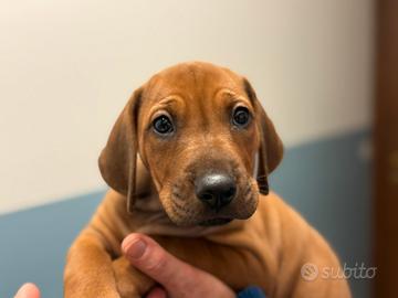 Cuccioli Rhodesian Ridgeback con Pedigree e certif