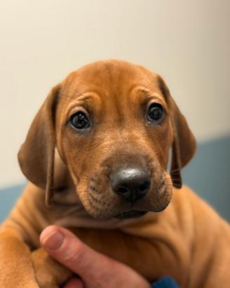 Cuccioli Rhodesian Ridgeback con Pedigree e certif