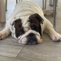 Bulldog inglese disponibile per monte