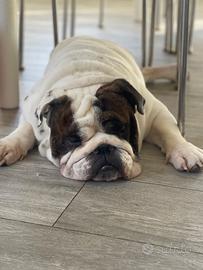 Bulldog inglese disponibile per monte
