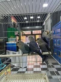 Inseparabili