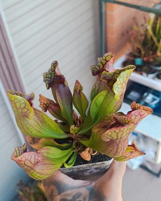piante carnivore
