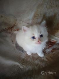 Ragdoll simil