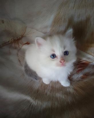 Ragdoll simil