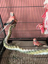 Parrocchetto di bourke