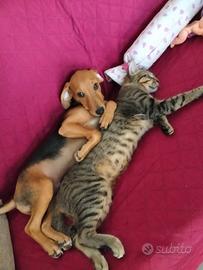 cane e gatto