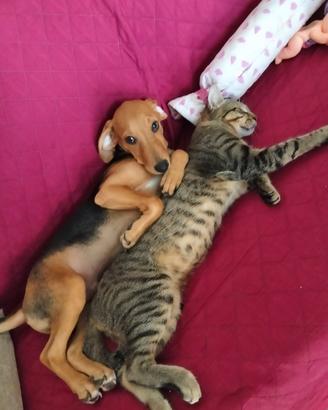 cane e gatto