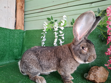 Conigli giganti delle fiandre e papillon