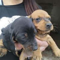 Cuccioli di bassotto