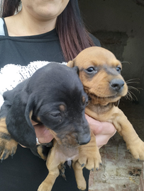 Cuccioli di bassotto