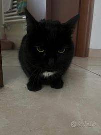 Gatto Nero - Femmina