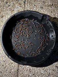 Medaka Oryzias Latipes