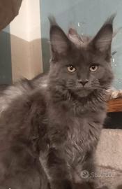 Cuccioli Maine coon