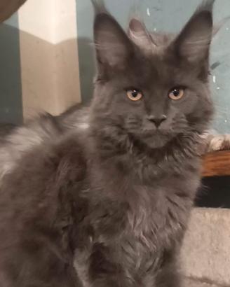 Cuccioli Maine coon