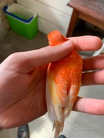 Canarino 2025 pronto riproduzione