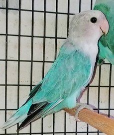 Vari inseparabili roseicollis