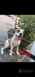 Amstaff