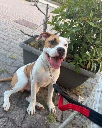 Amstaff