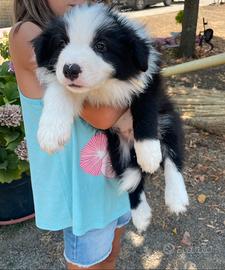 Border collie maschio con pedigree