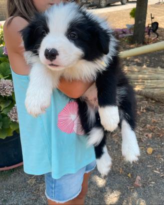 Border collie maschio con pedigree