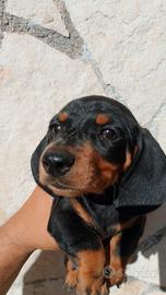 Splendidi bassotti tedeschi